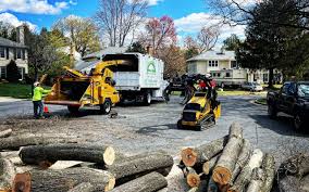 How Our Tree Care Process Works  in  Rupert, WV